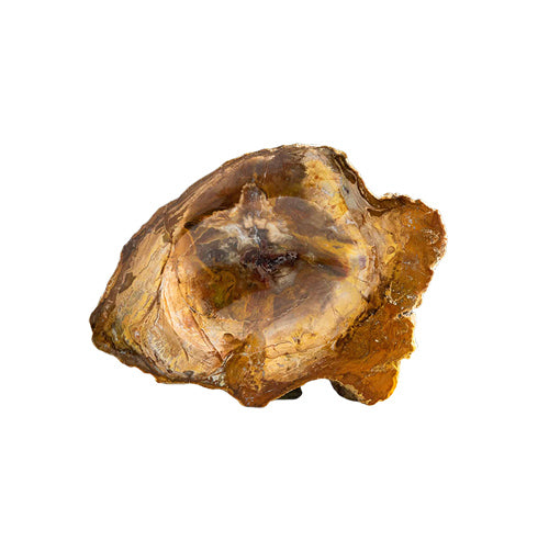 Petrified Wood-crystals wholesale