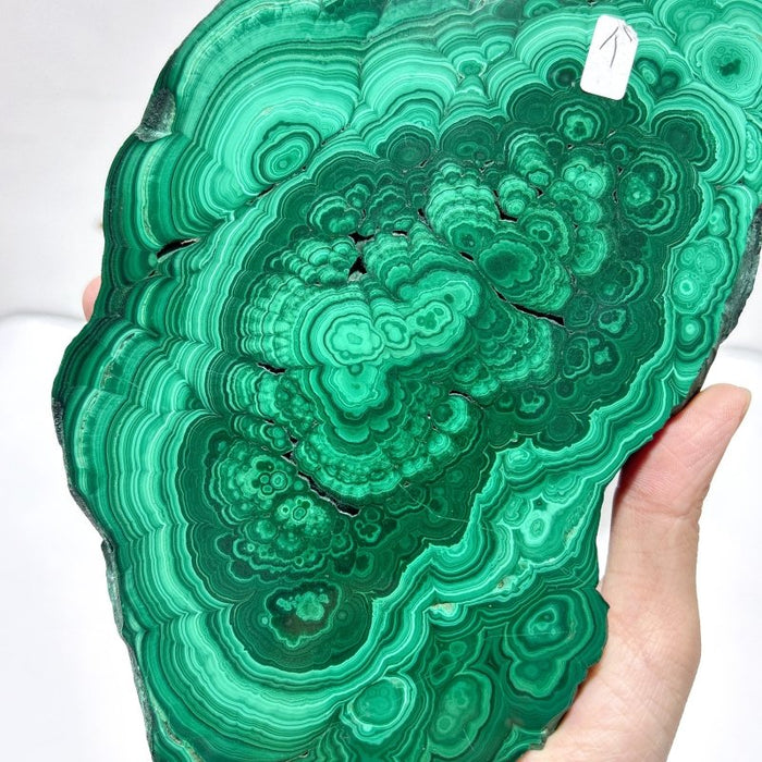 Beautiful Large Polished Malachite Raw Slab Butterfly Wing With Stand (#6)