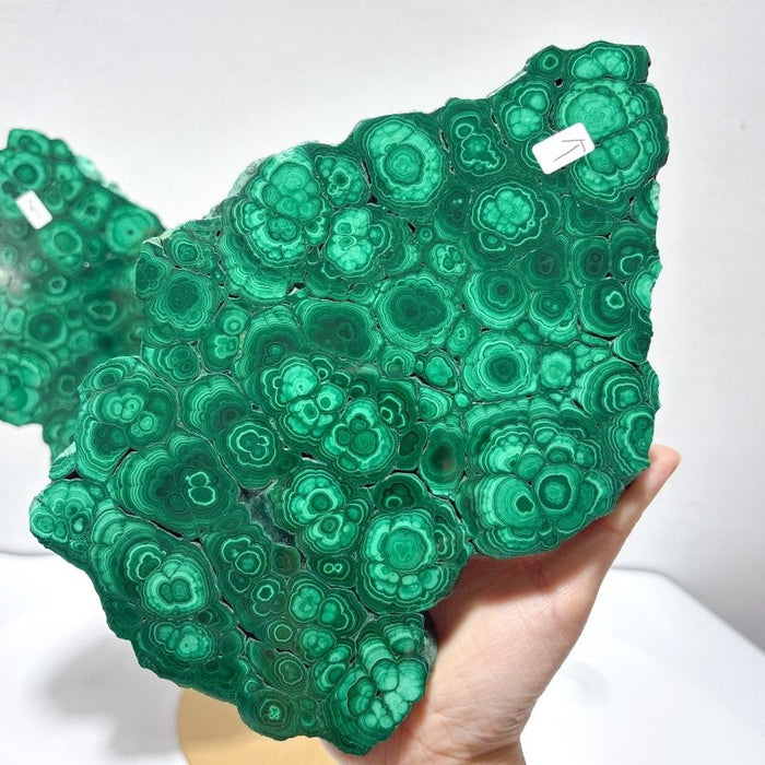 Beautiful Large Polished Malachite Raw Slab Butterfly Wing With Stand (#7)