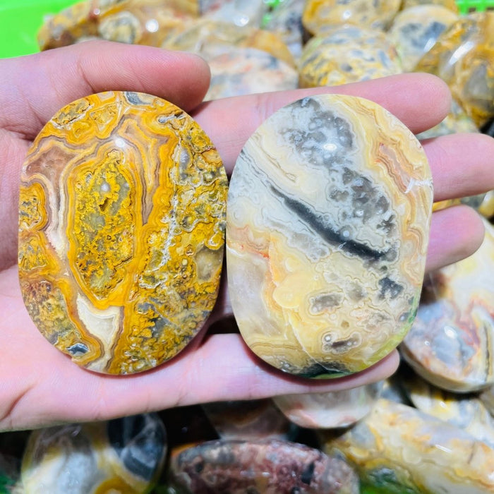 Crazy Agate Palm Wholesale