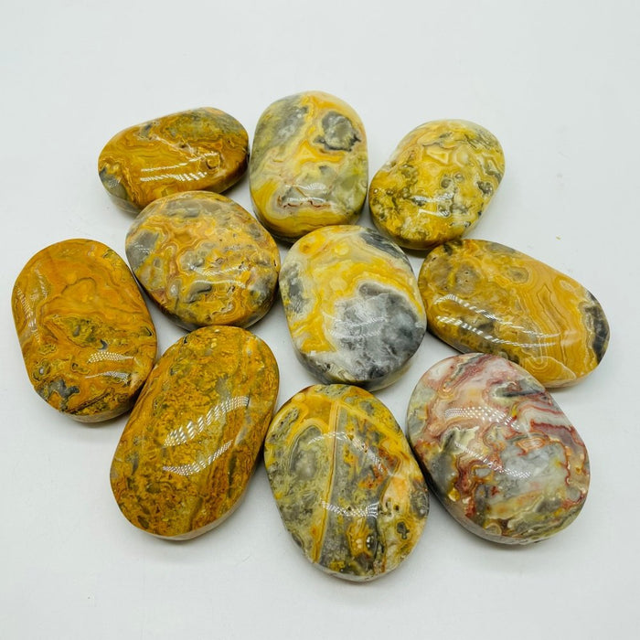 Crazy Agate Palm Wholesale