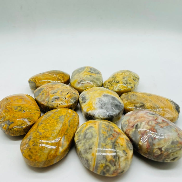 Crazy Agate Palm Wholesale