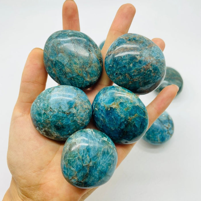 Apatite Palm Wholesale