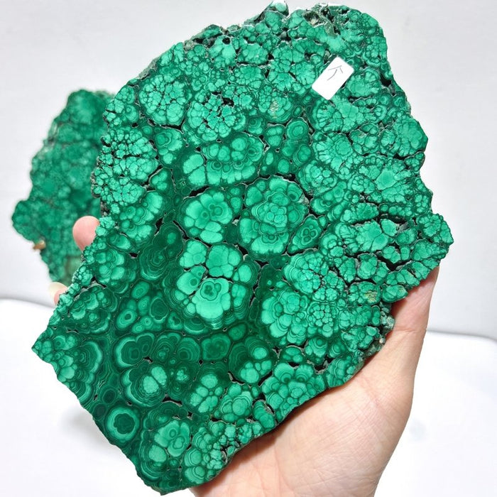 Large Polished Malachite Raw Slab Butterfly Wing With Stand (#4)