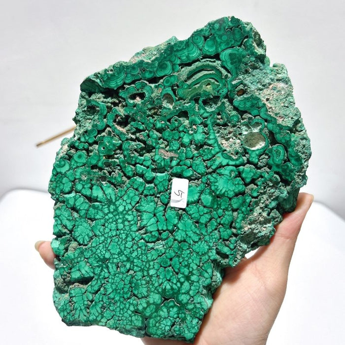 Large Polished Malachite Raw Slab Butterfly Wing With Stand (#4)