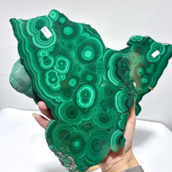 Large Polished Malachite Raw Slab Butterfly Wing With Stand(#8)