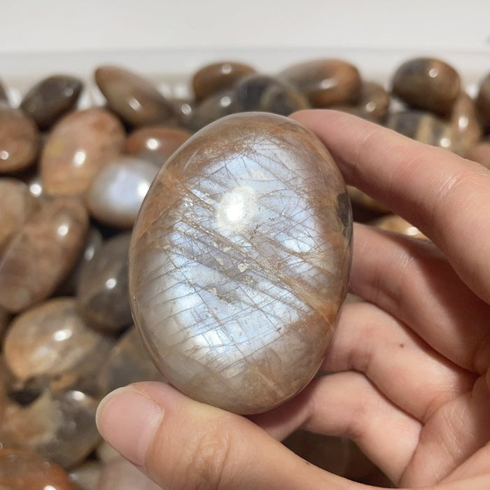 Sunstone Palm Wholesale