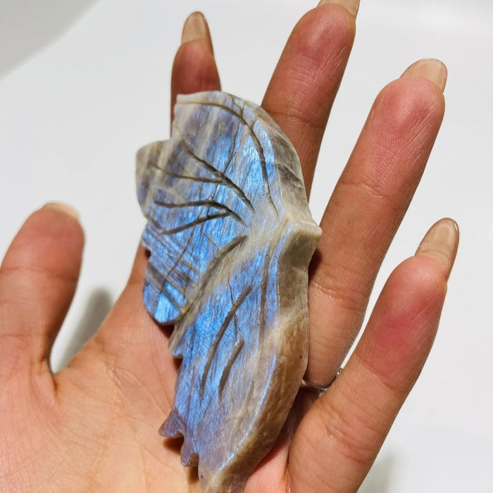 5 Pairs Butterfly Wing Carving With Stand Morocco Agate Moonstone