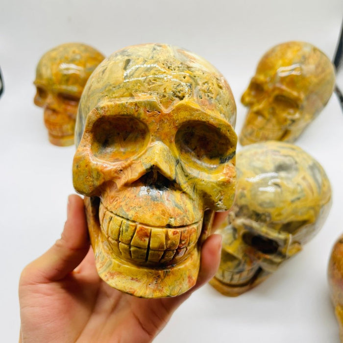 6 Pieces Crazy Agate Large Skull Carving