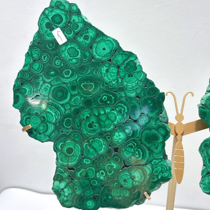 Beautiful Large Polished Malachite Raw Slab Butterfly Wing With Stand (#7)
