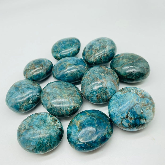 Apatite Palm Wholesale