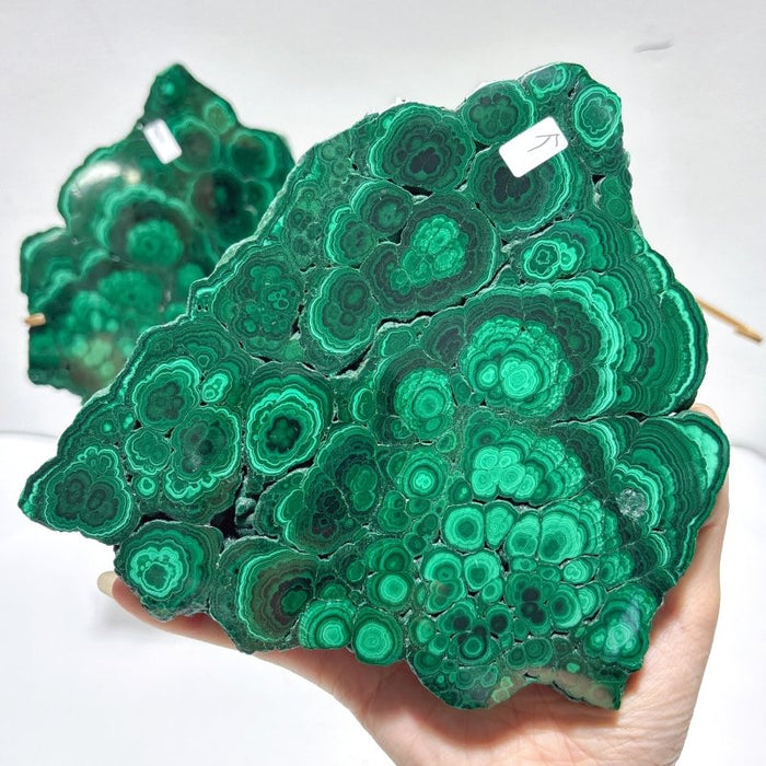 Polished Malachite Raw Slab Butterfly Wing With Stand (#9)