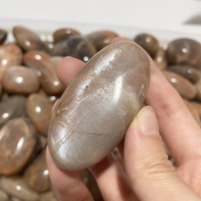 Sunstone Palm Wholesale