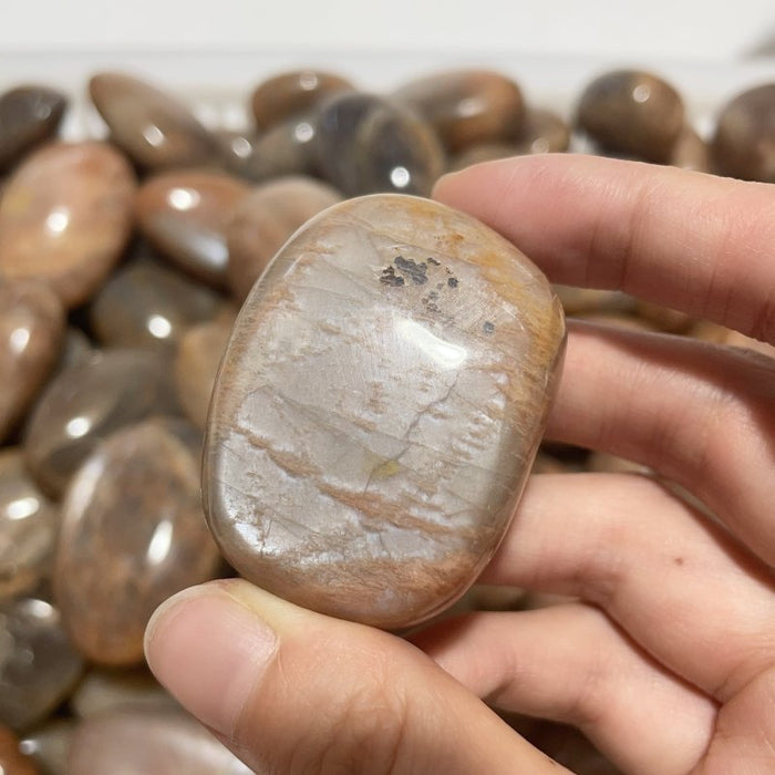 Sunstone Palm Wholesale
