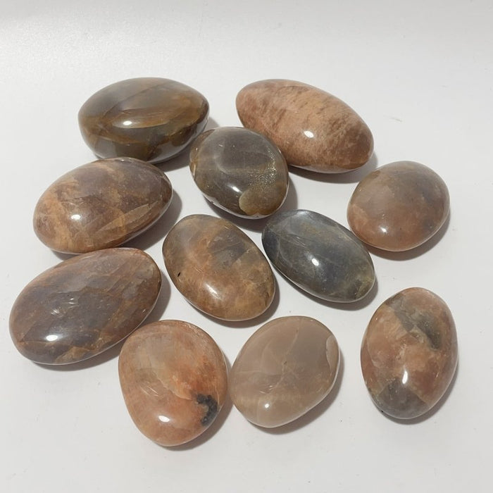 Sunstone Palm Wholesale