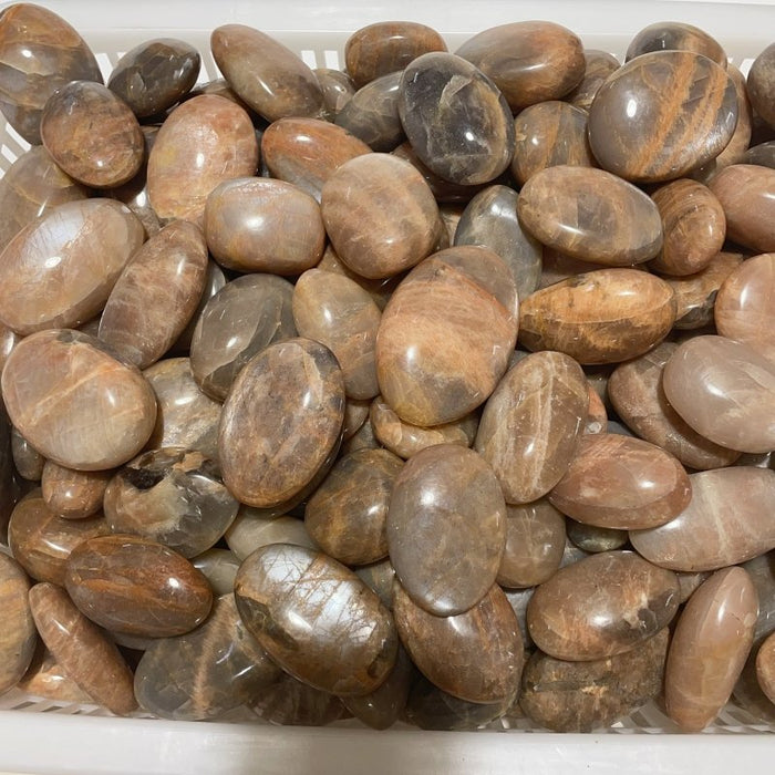 Sunstone Palm Wholesale